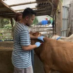 sapi