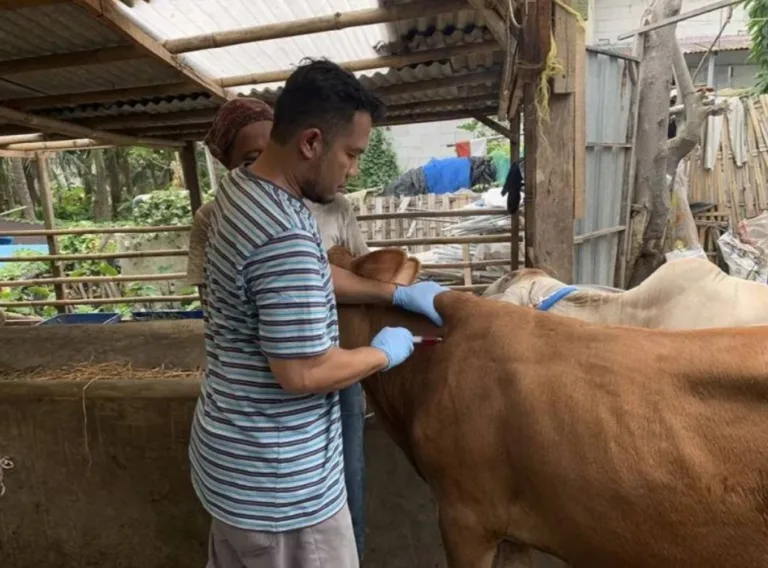 Cegah Wabah PMK, Hewan Ternak di Kota Tangerang Divaksinasi