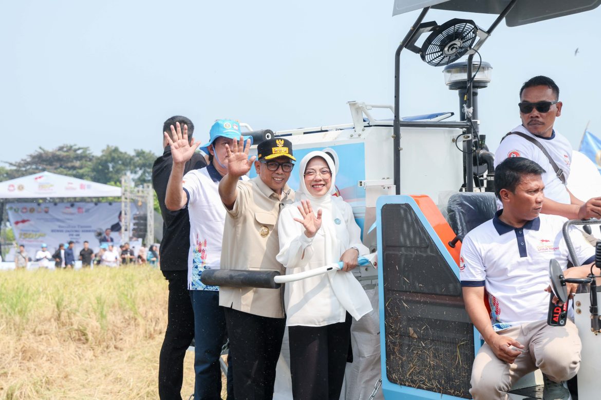 Gubernur Andra Soni Panen Raya Padi Organik PS-08 Di Sukarame Pandeglang